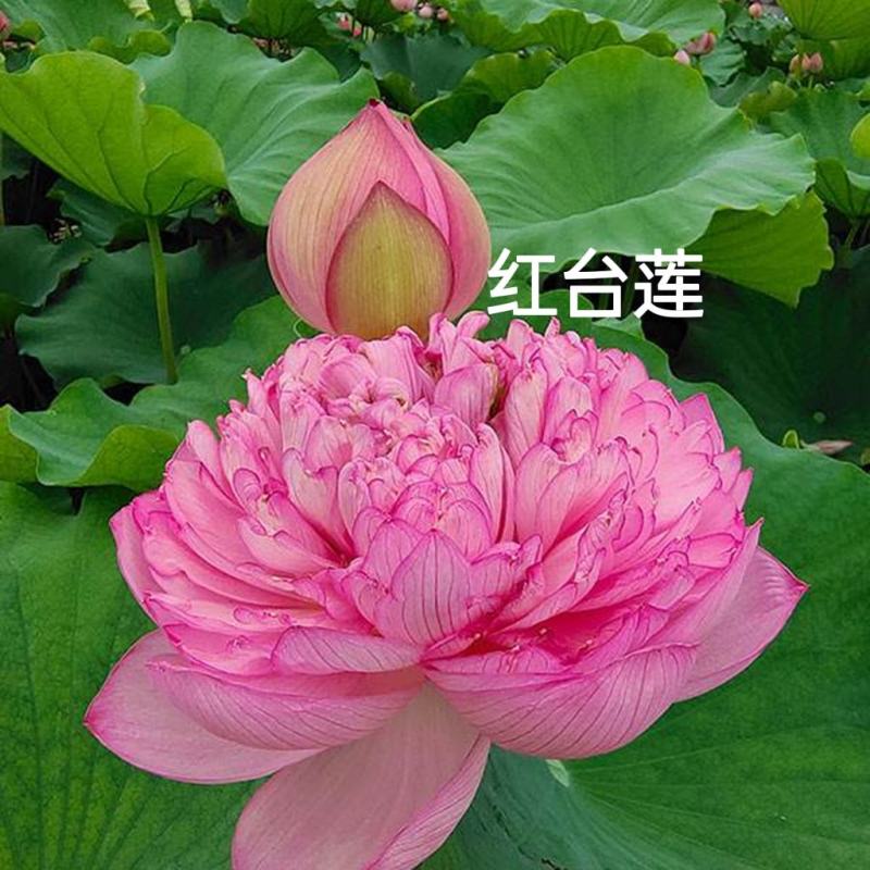 【热销】精品荷花，精品荷花苗，观赏荷花欢迎采购