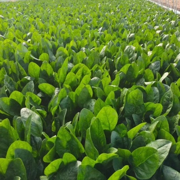 【精品】山东曹县菠菜价格可议量大从优欢迎来电