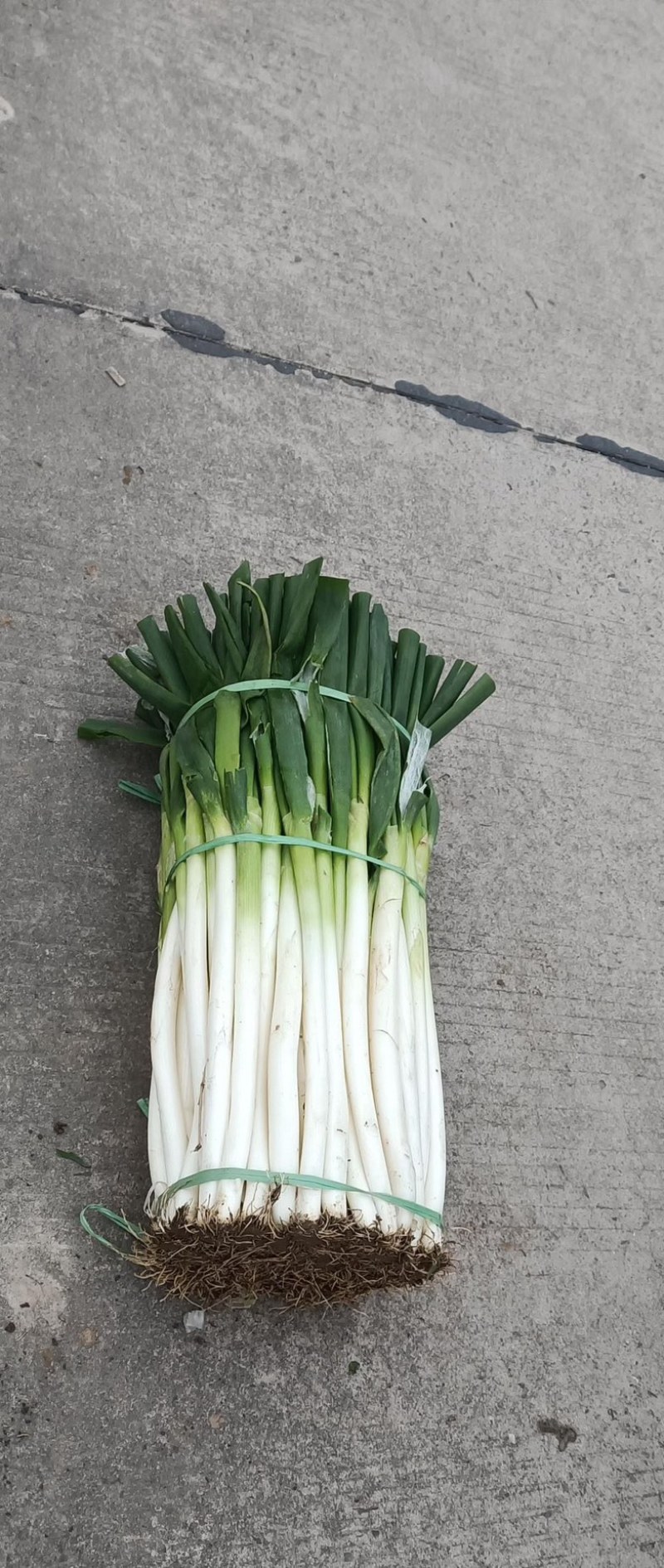 大葱毛葱，净葱，批发有意者联系