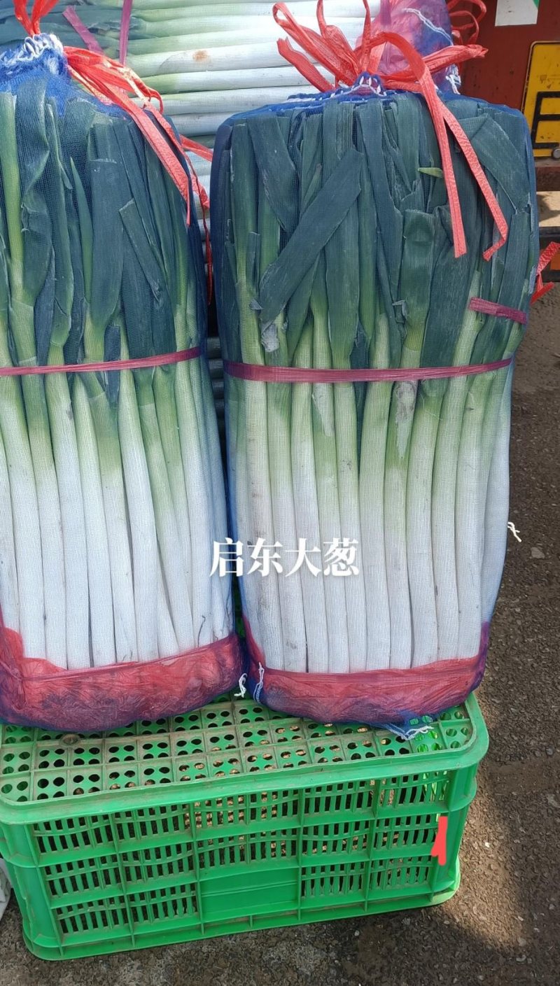 大葱毛葱，净葱，批发有意者联系