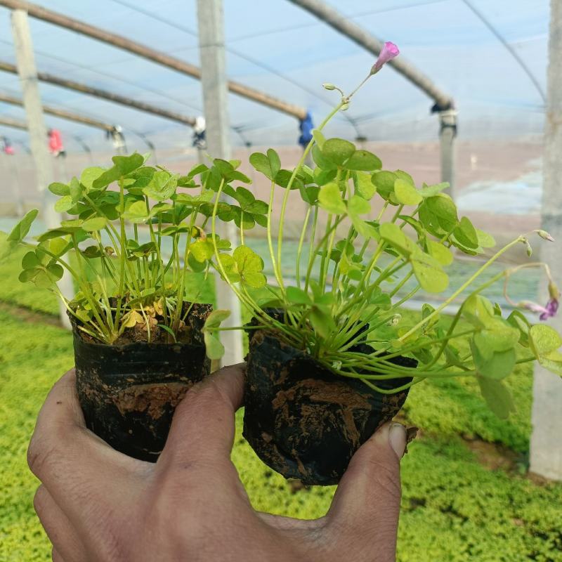绿叶酢浆草杯苗常年批发