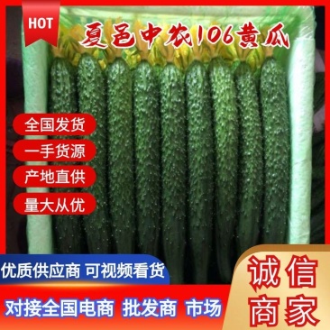 夏邑黑油亮型黄瓜大量上市，中农106产地一手货源量大质优