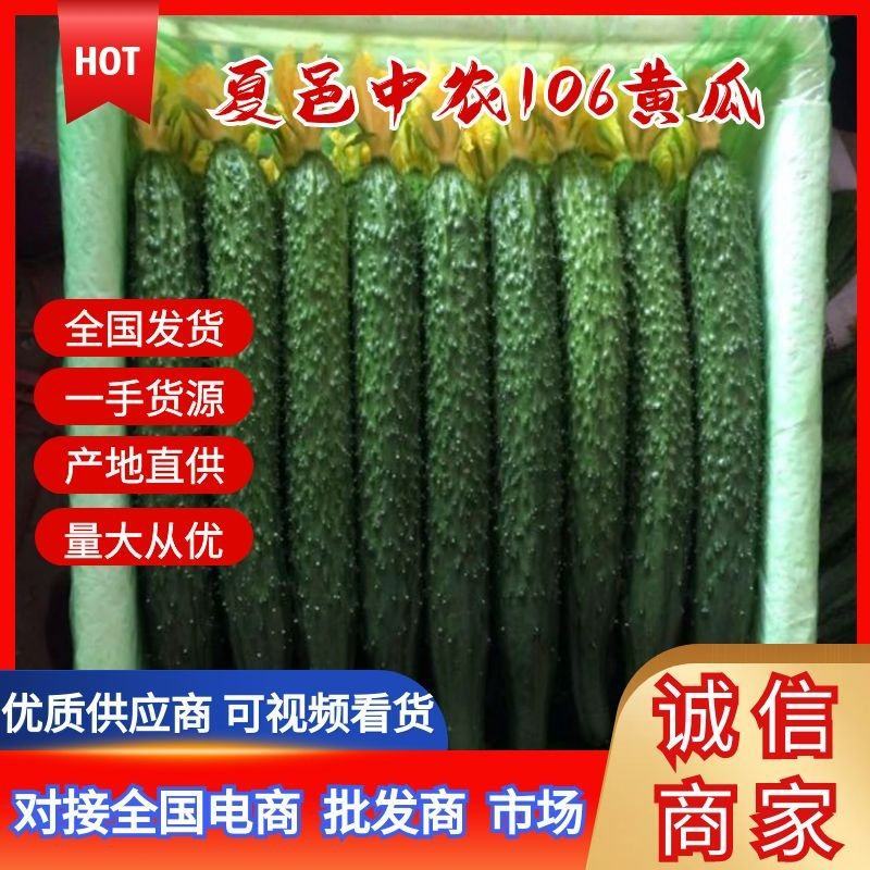夏邑黑油亮型黄瓜大量上市，中农106产地一手货源量大质优