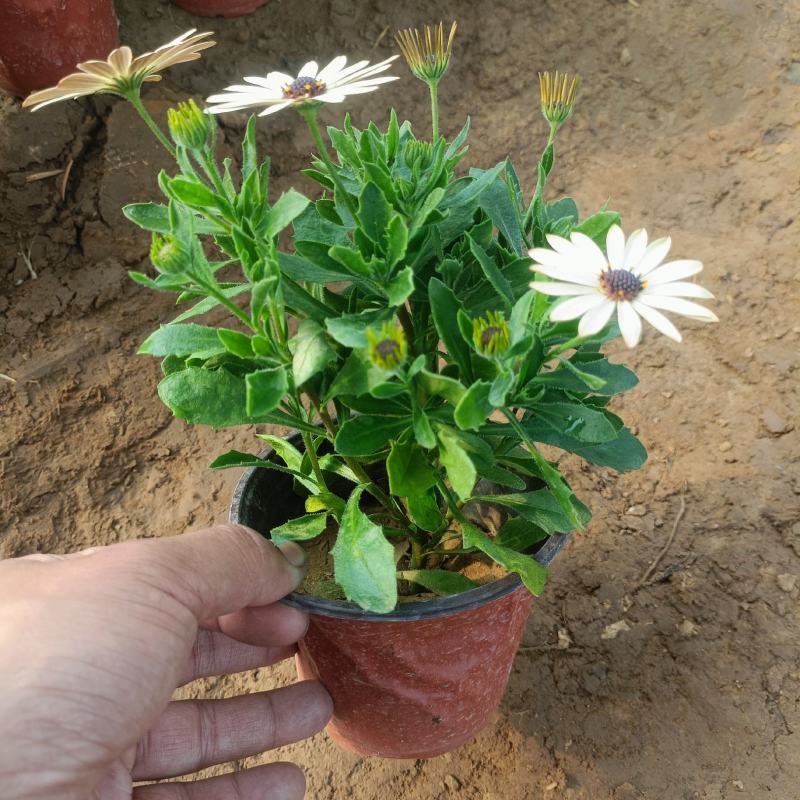 多色南非万寿菊，蓝目菊盆栽大量现货批发