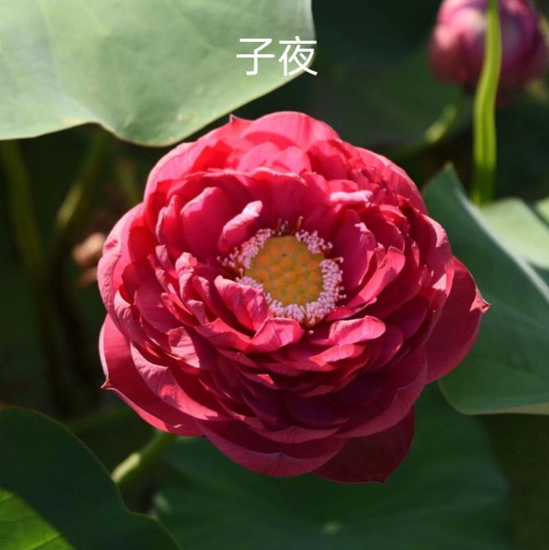 【热销】精品荷花，精品荷花苗，观赏荷花欢迎采购