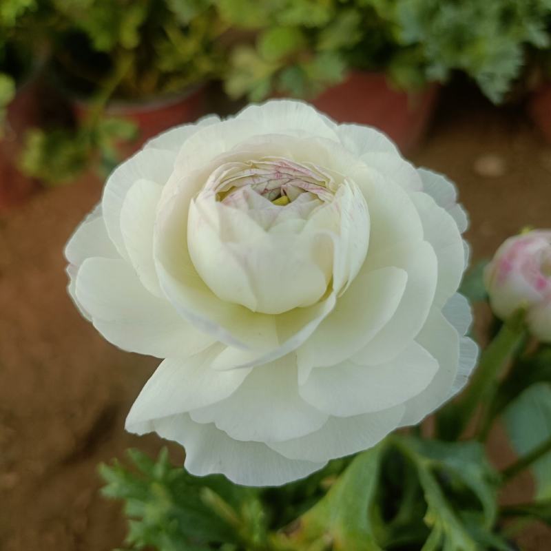 花毛茛盆栽，租摆绿化，花卉市场批发