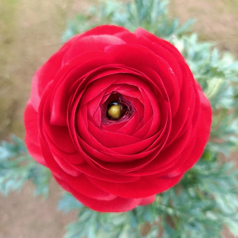 花毛茛盆栽，租摆绿化，花卉市场批发