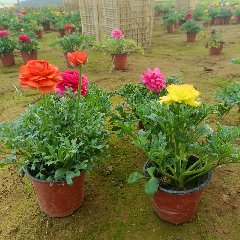花毛茛盆栽，租摆绿化，花卉市场批发