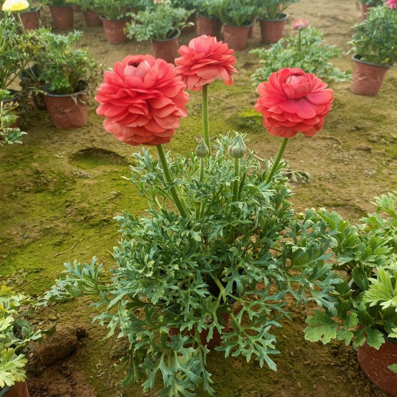 花毛茛盆栽，租摆绿化，花卉市场批发