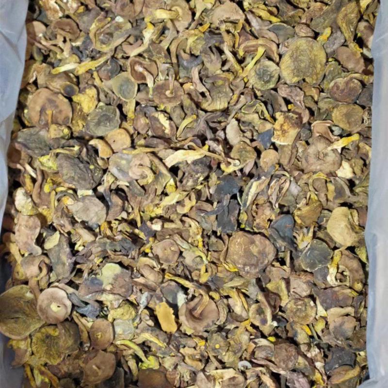 小黄菌煲汤云南野生菌色泽鲜香产地直销【不了解勿拍！】