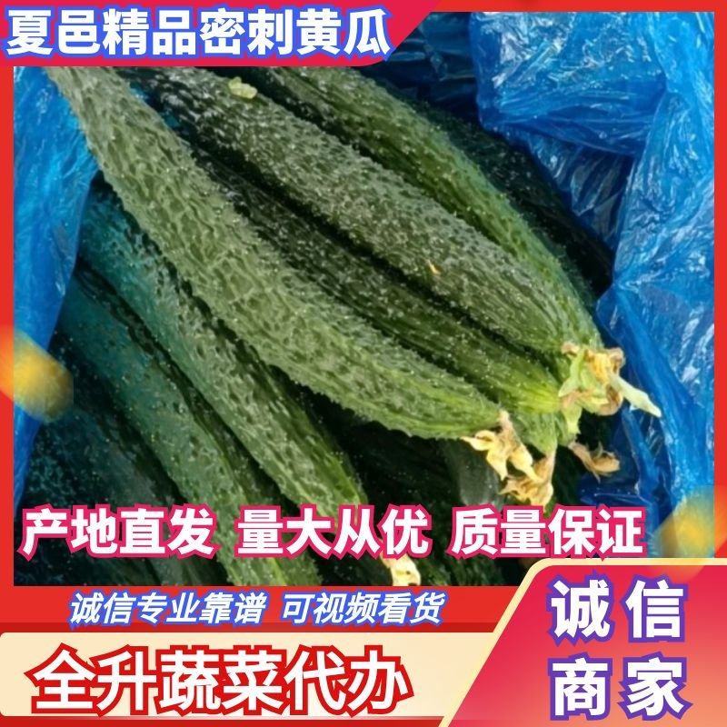 夏邑精品密刺黄瓜大量上市产地直供量大从优供全国商超