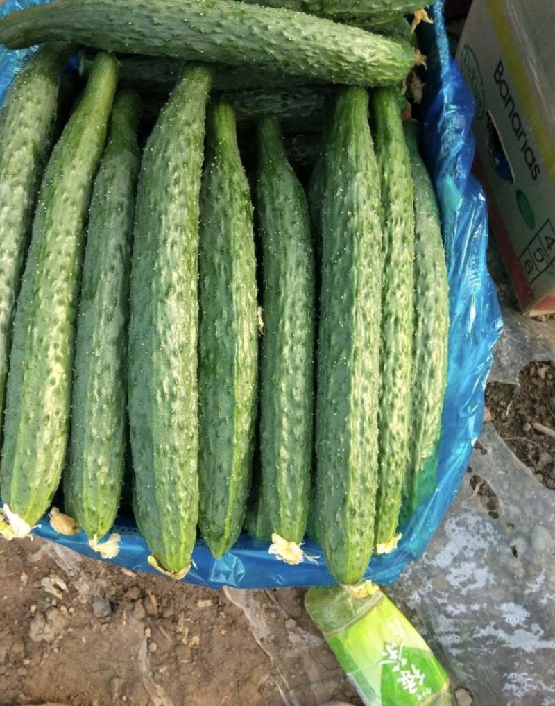 夏邑精品密刺黄瓜大量上市产地直供量大从优供全国商超