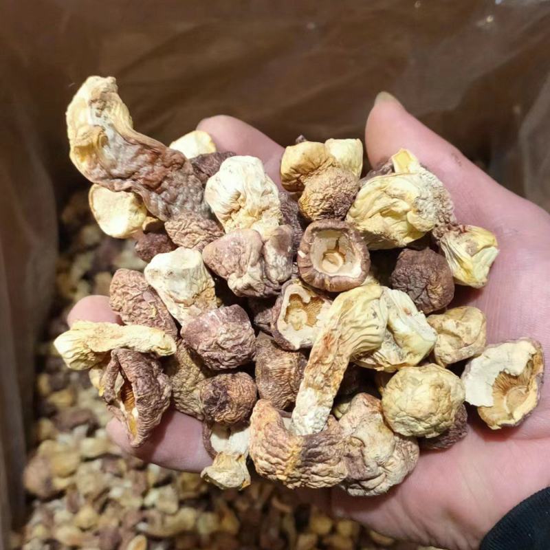 【口感脆嫩】云南姬松茸产地直销一手货源量大价优