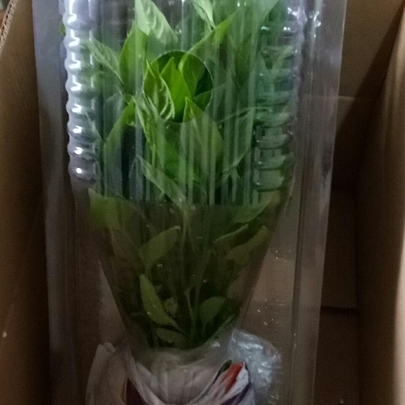 湖南湘阴县樟树港镇本地老品种辣椒苗带坨保湿包邮