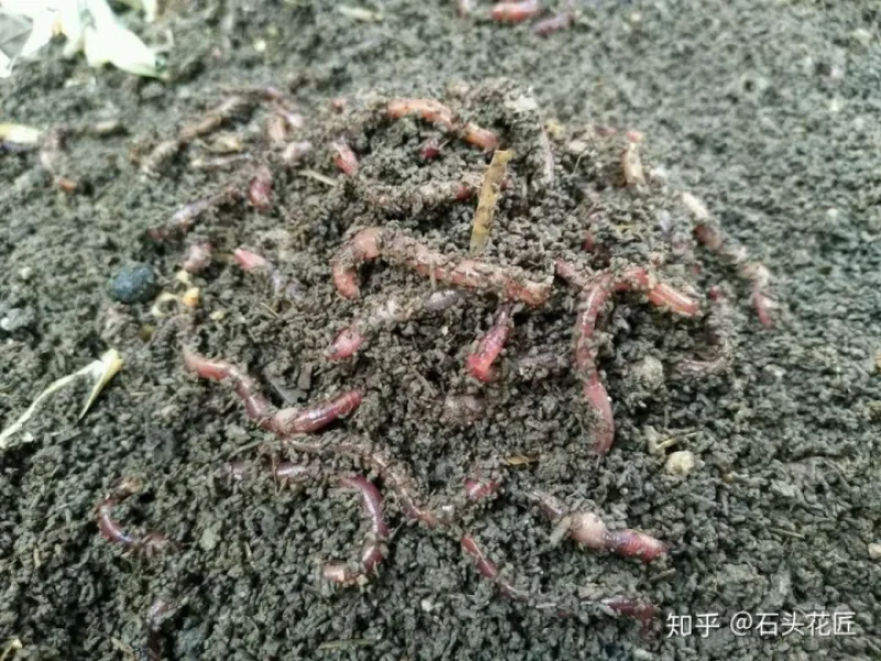 发酵蚯蚓粪生物有机肥厂家直供全国发货量大从优