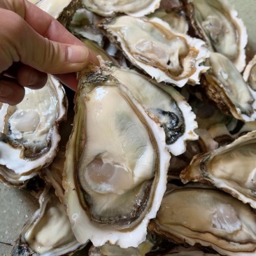 乳山蚝规格定价当天发货，坚持做精品三倍体肥度有保证