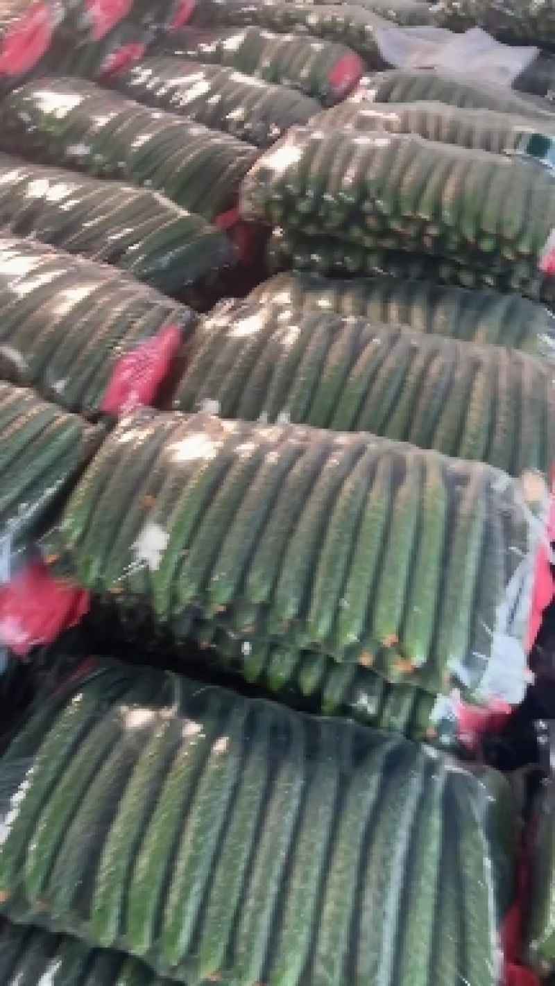 河南夏邑密刺黄瓜黄瓜/绿皮黄瓜/绿壤绿肉，全国发货