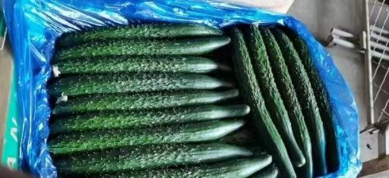 【精】河南夏邑精品蜜刺黄瓜上市了-青嚷青肉-欢迎新老客户