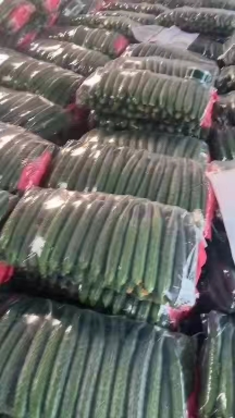 【精】河南夏邑精品蜜刺黄瓜上市了-青嚷青肉-欢迎新老客户