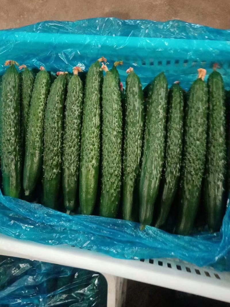 【精】河南夏邑精品蜜刺黄瓜上市了-青嚷青肉-欢迎新老客户