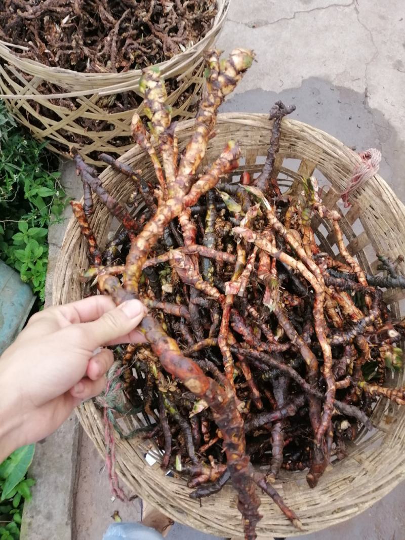 石菖蒲种苗