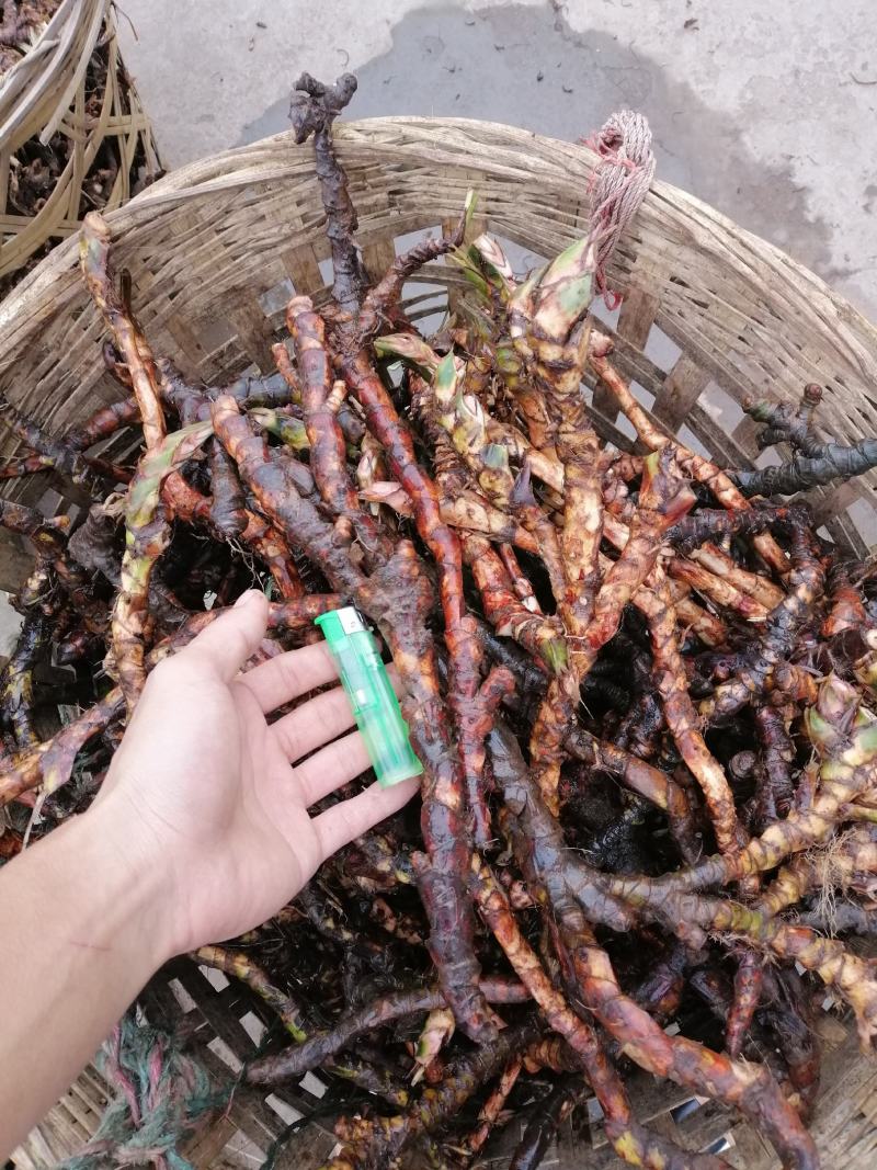 石菖蒲种苗