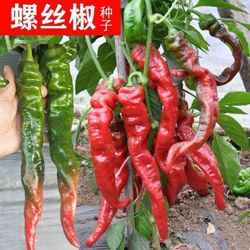 金域螺丝椒高产香辣螺丝椒辣椒种子青椒皱皮辣椒种薄皮早熟种