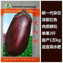 大红袍茄子种春夏秋季蔬菜种籽牛心茄椭圆茄种子中国茄子品种