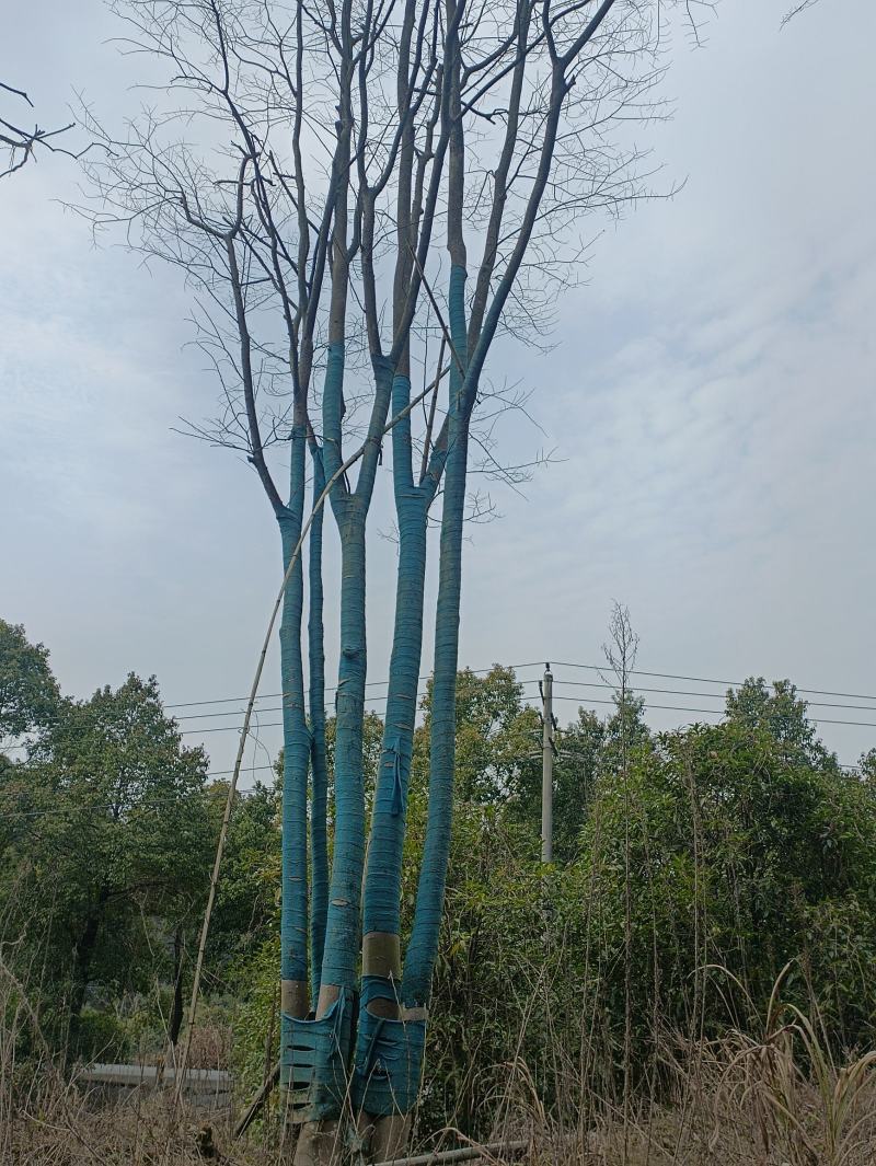 朴树，独本丛生20—160公分大朴树，原生，假植苗场直销