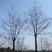 朴树，独本丛生20—160公分大朴树，原生，假植苗场直销