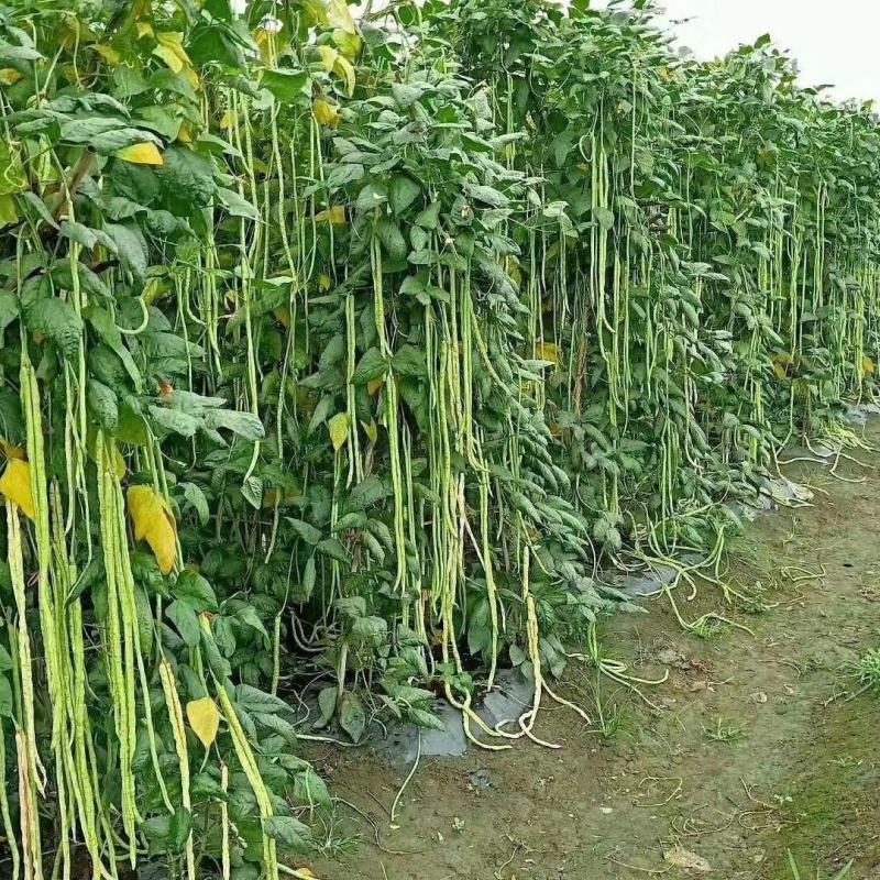 翡翠6号豇豆种子原装无筋长豆角种籽高产耐热早熟田园种豆角