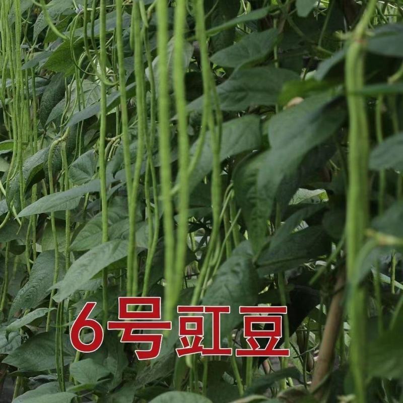 翡翠6号豇豆种子原装无筋长豆角种籽高产耐热早熟田园种豆角