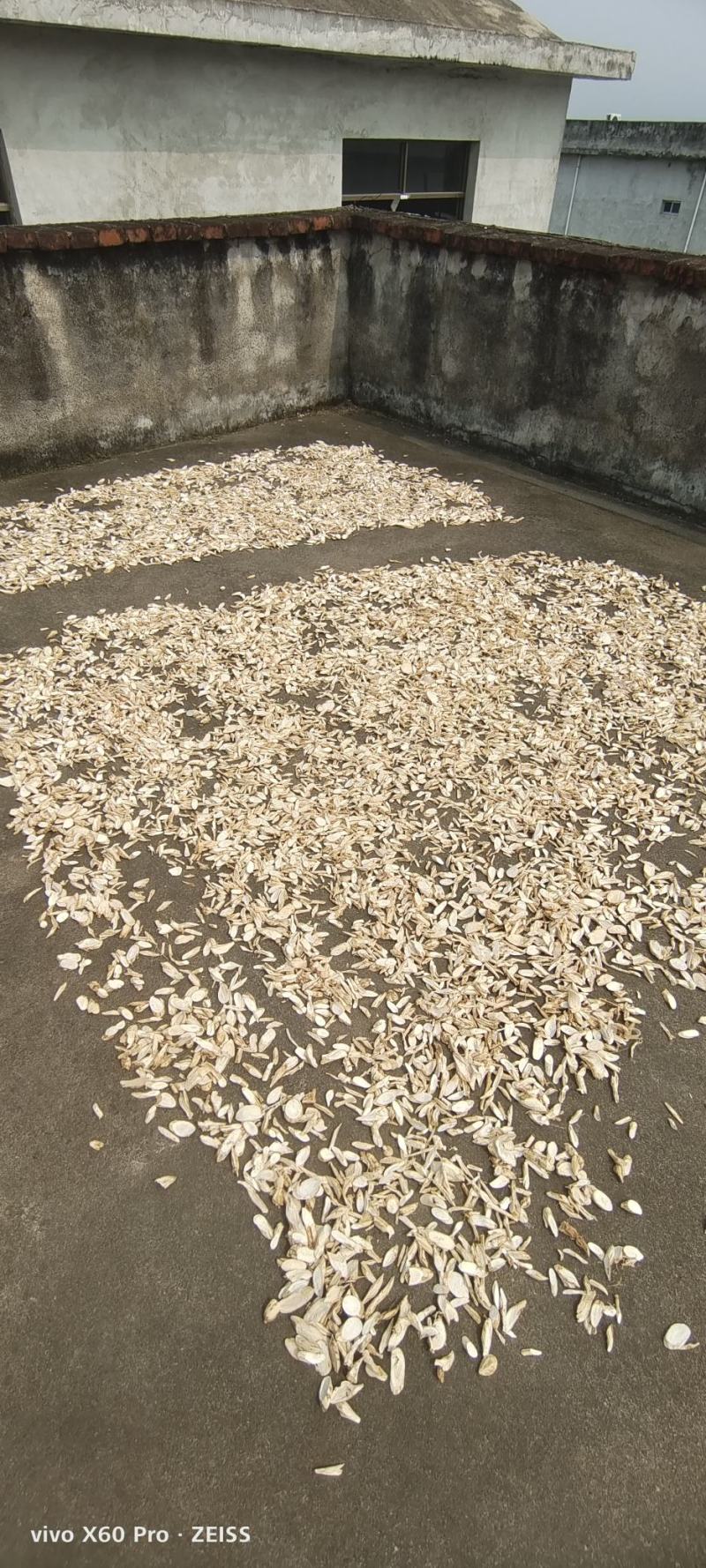野生牛大力