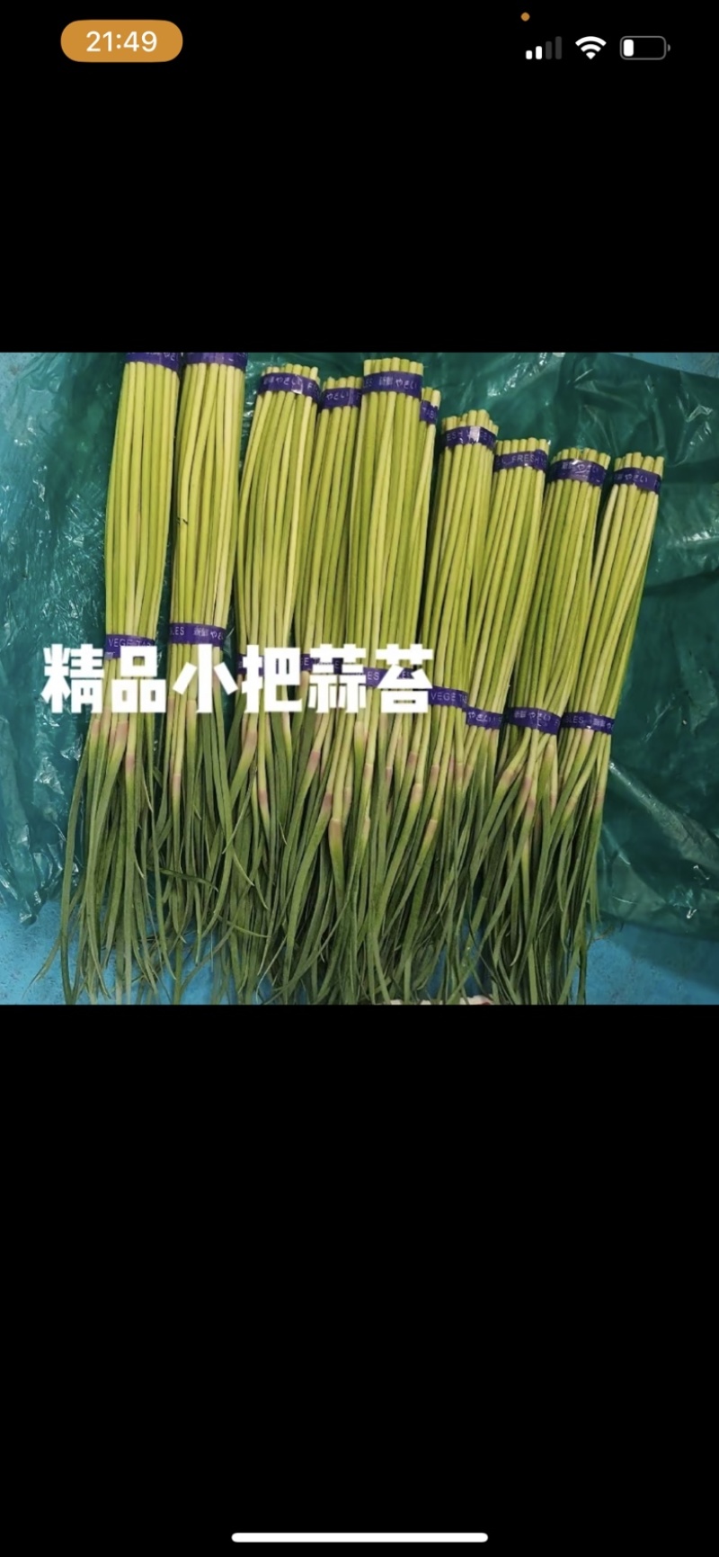 河南精品新鲜红帽蒜苔