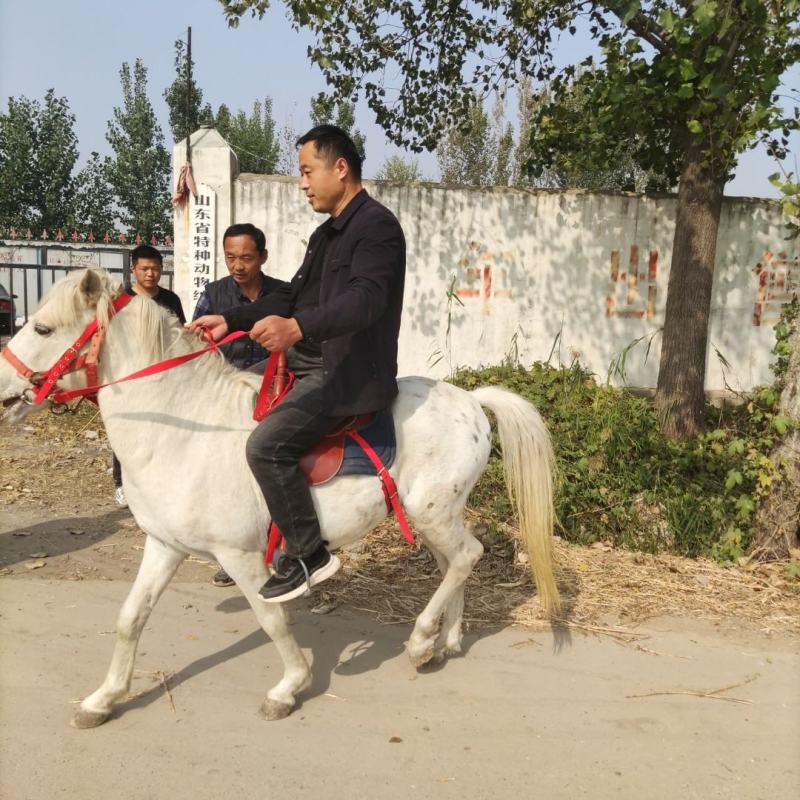 大马，矮马，调教好的温顺老实骑乘马，景区动物园必备
