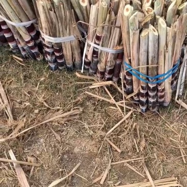 [热卖]广西桂林阳朔甘蔗种苗甘蔗苗产地直发