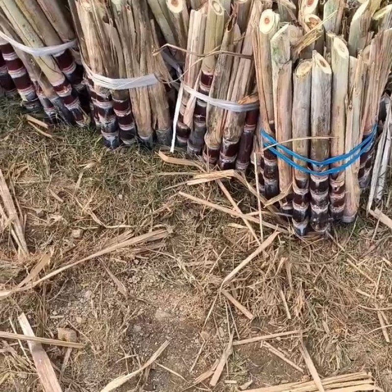 [热卖]广西桂林阳朔甘蔗种苗甘蔗苗产地直发