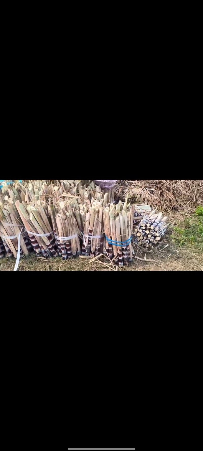 [热卖]广西桂林阳朔甘蔗种苗甘蔗苗产地直发