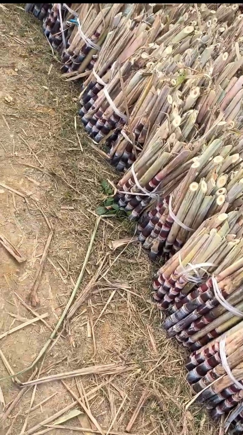 [热卖]广西桂林阳朔甘蔗种苗甘蔗苗产地直发