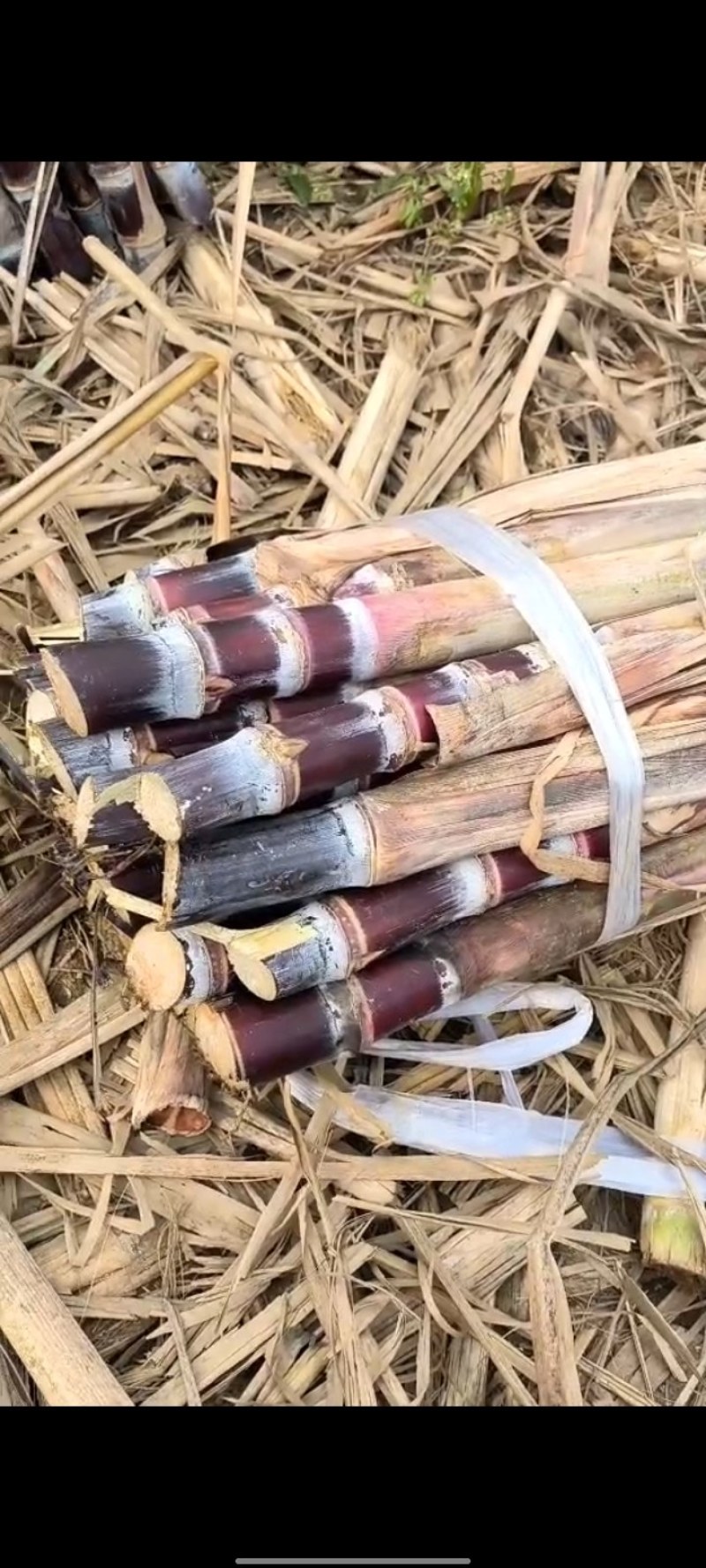 [热卖]广西桂林阳朔甘蔗种苗甘蔗苗产地直发