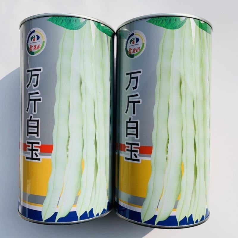 豆角种子万斤白玉种子早熟嫩白绿色产量高品质优四季豆种