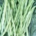 豆角种子万斤白玉种子早熟嫩白绿色产量高品质优四季豆种