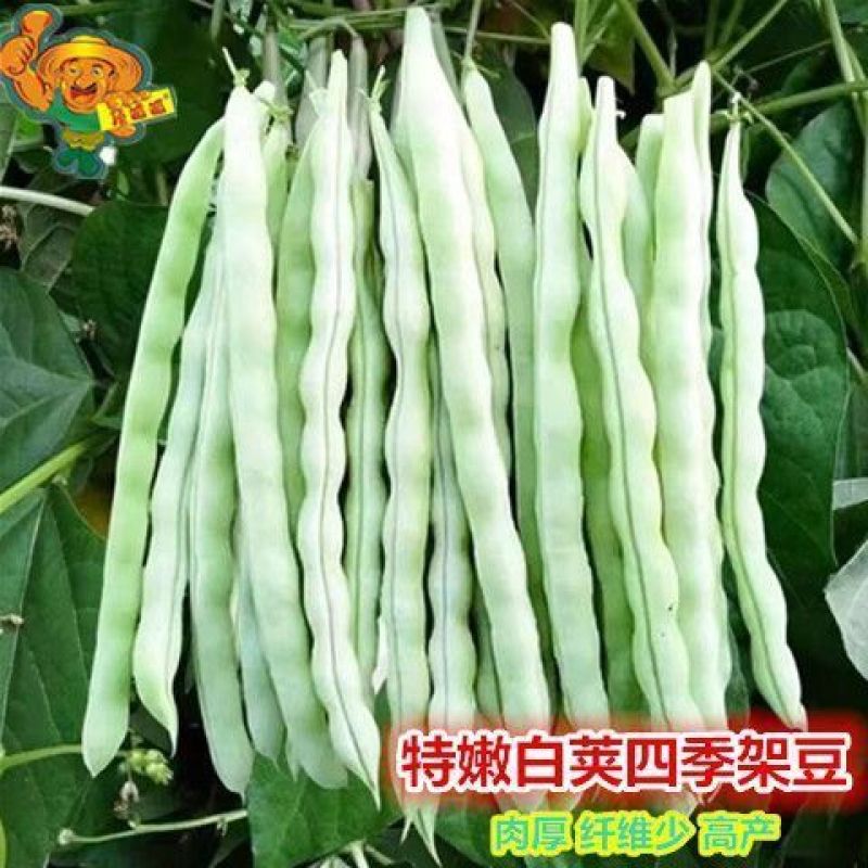 豆角种子万斤白玉种子早熟嫩白绿色产量高品质优四季豆种