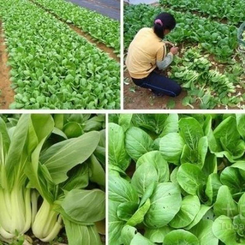 正品上海青优质青菜种子柄宽厚耐热耐寒抗病四季大田高产青菜
