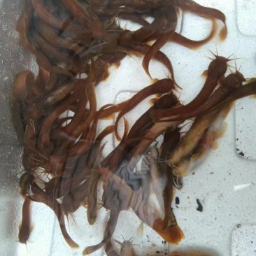 水蜂子长年批发质量保证