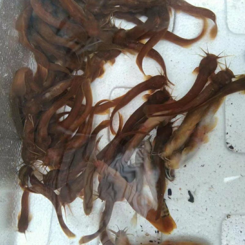 水蜂子长年批发质量保证