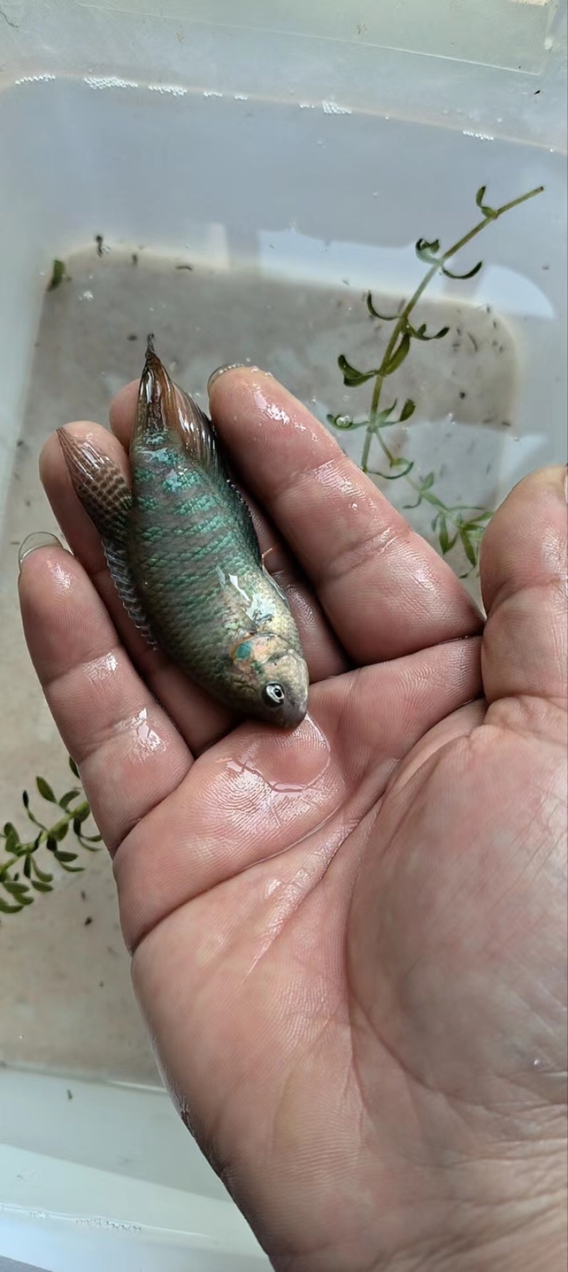 斗鱼2–3厘米