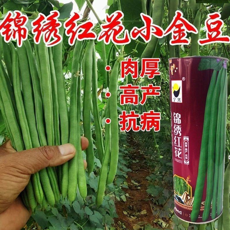 锦绣红花小金豆种子豆仁甜脆青豌豆种籽四季豆蔬菜孑农用豆角
