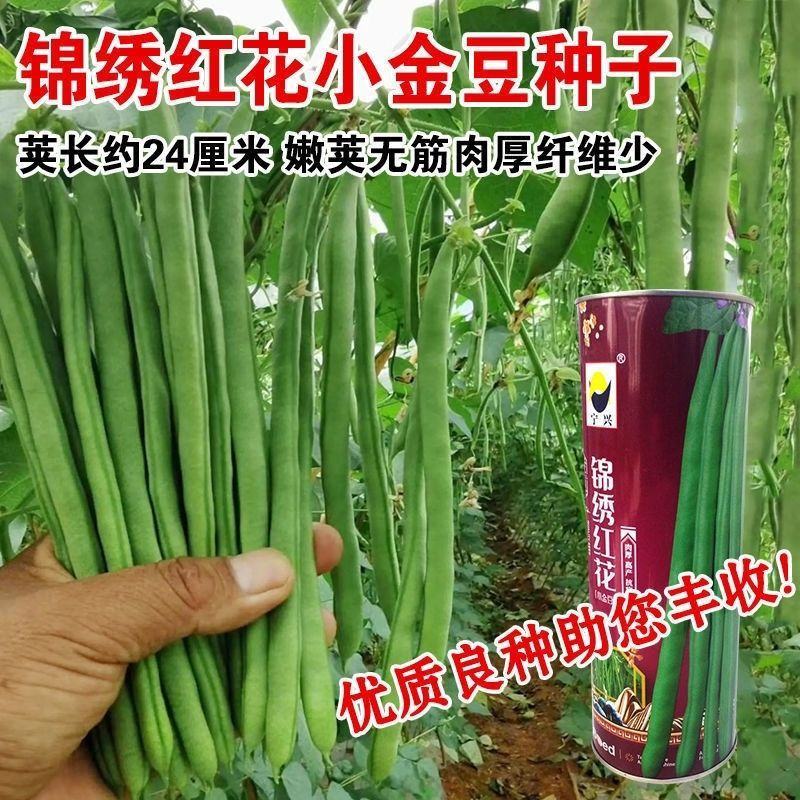 锦绣红花小金豆种子豆仁甜脆青豌豆种籽四季豆蔬菜孑农用豆角