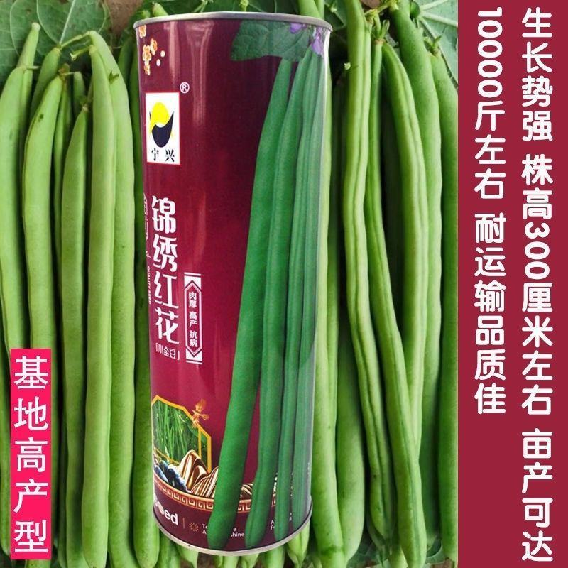 锦绣红花小金豆种子豆仁甜脆青豌豆种籽四季豆蔬菜孑农用豆角